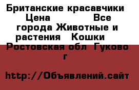 Британские красавчики › Цена ­ 35 000 - Все города Животные и растения » Кошки   . Ростовская обл.,Гуково г.